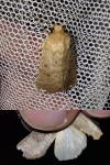 Hoplodrina ambigua