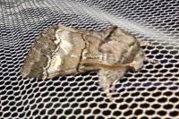 Drymonia querna