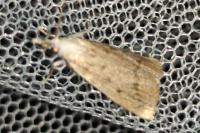 Calamotropha paludella