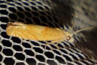 Eucosma conterminana