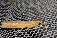 Pediasia contaminella