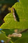 Coleophora badiipennella