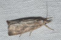 Calamotropha paludella