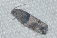 Gypsonoma aceriana