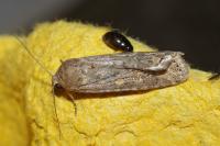Spodoptera exigua