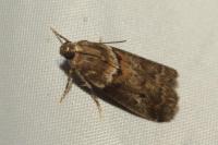 Acrobasis consociella