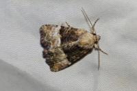 Mesoligia furuncula