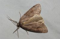 Pachycnemia hippocastanaria