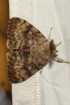 Lymantria dispar