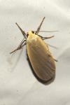 Collita griseola