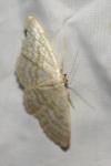 Idaea subsericeata
