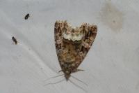 Deltote pygarga