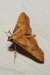 Endotricha flammealis