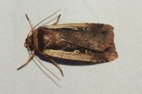 Ochropleura plecta