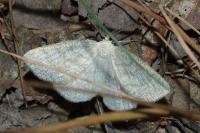 Cabera exanthemata