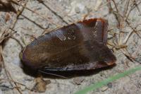 Noctua janthe