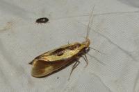 Harpella forficella