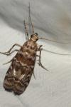Dioryctria sylvestrella