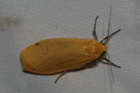 Wittia sororcula