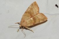 Cosmia trapezina