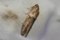 Blastobasis phycidella