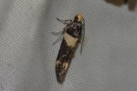 Recurvaria leucatella