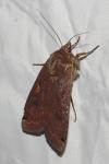 Noctua pronuba