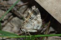 Epirrhoe alternata