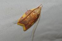 Carcina quercana
