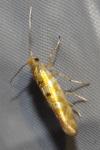 Argyresthia goedartella