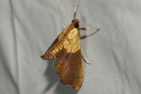 Agrotera nemoralis