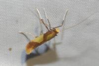 Caloptilia alchimiella/robustella