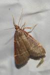 Hypsopygia glaucinalis