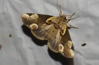 Thyatira batis