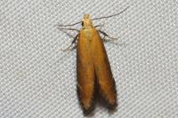 Monochroa cytisella