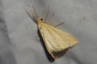 Rhodometra sacraria