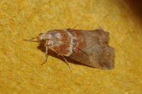 Acrobasis tumidana