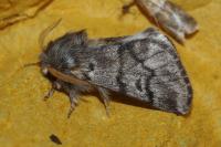 Thaumetopoea pityocampa