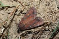 Lacanobia oleracea