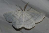 Cabera pusaria