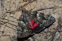 Catocala promissa