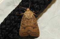 Hoplodrina octogenaria
