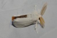 Euproctis chrysorrhoea