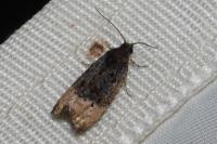 Metendothenia atropunctana