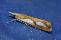 Catoptria pinella