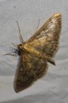 Patania ruralis
