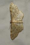 Idaea fuscovenosa