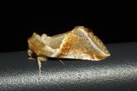 Habrosyne pyritoides