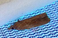 Endothenia quadrimaculana