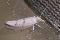 Ypsolopha alpella
